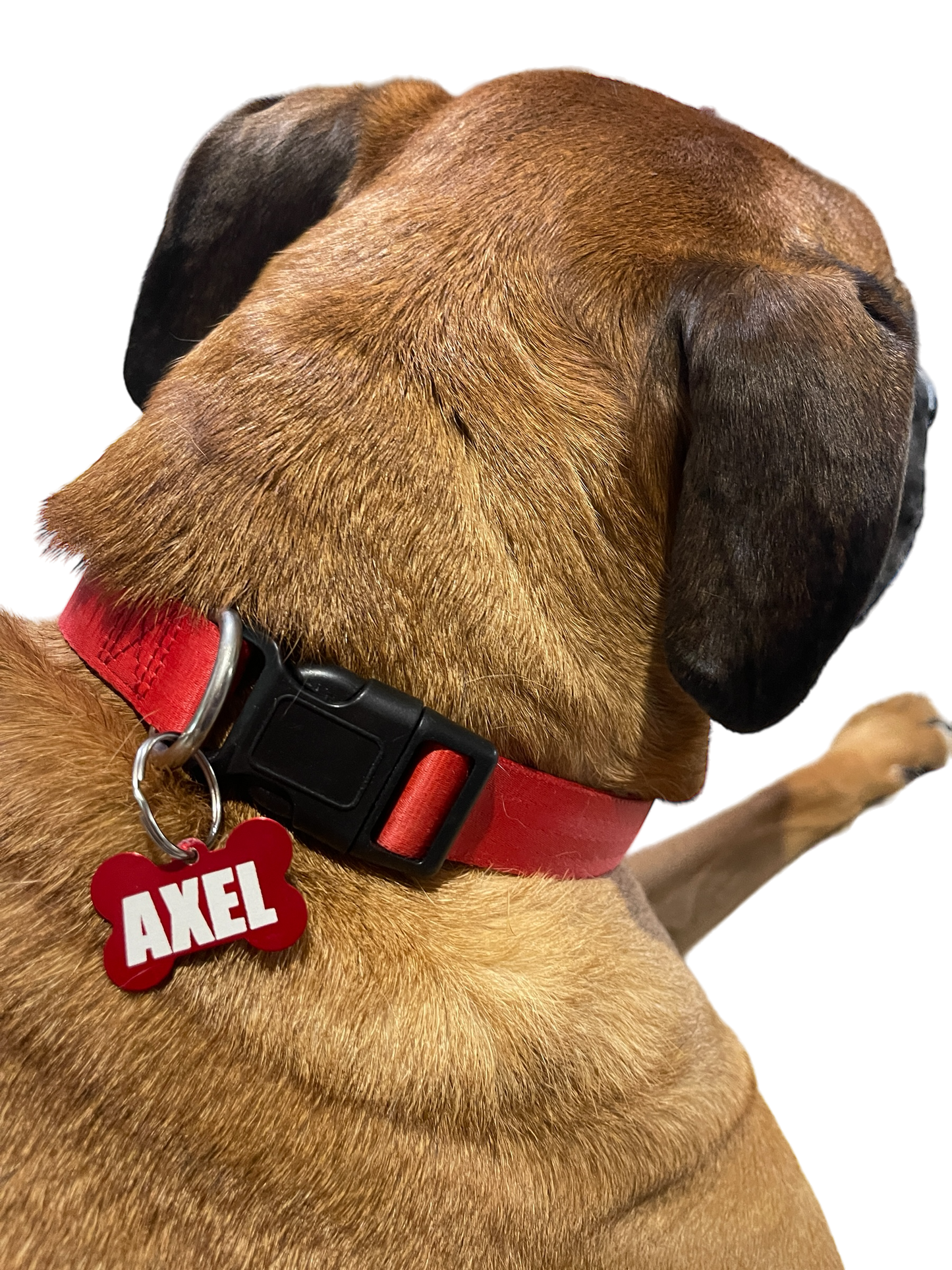 Dog Tag