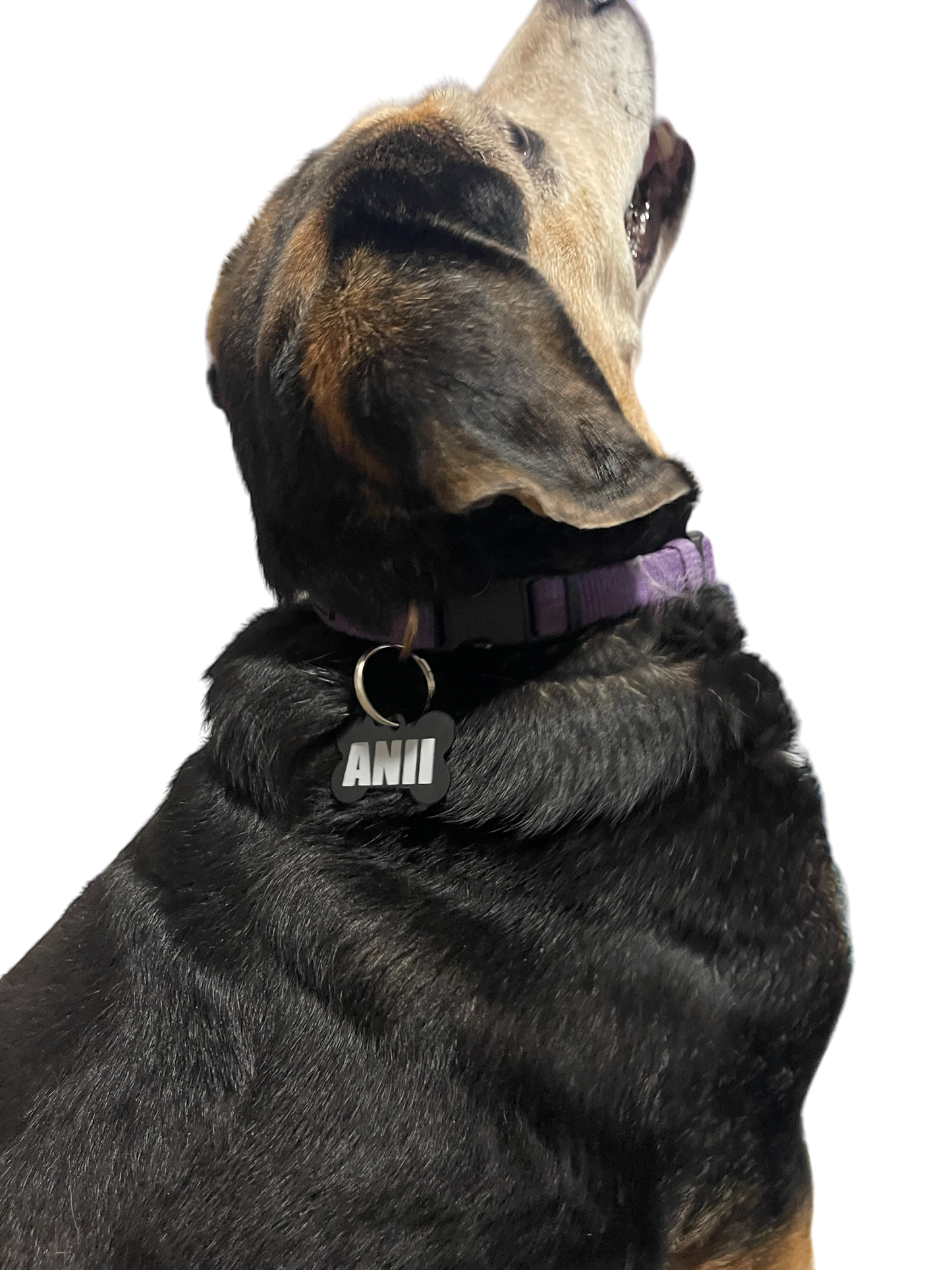 Dog Tag